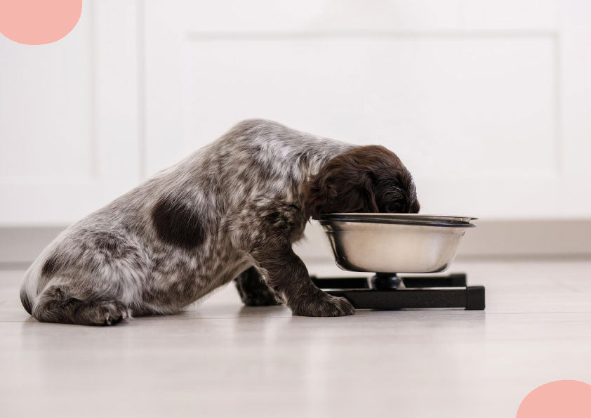 Dog ate too much orders kibble