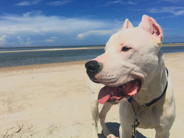 Dogue Argentin : ce Compagnon Loyal et Protecteur