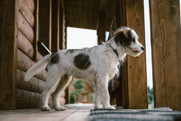 Le Fox Terrier : Le Petit Dynamo qui Ne Manque Jamais d'Énergie