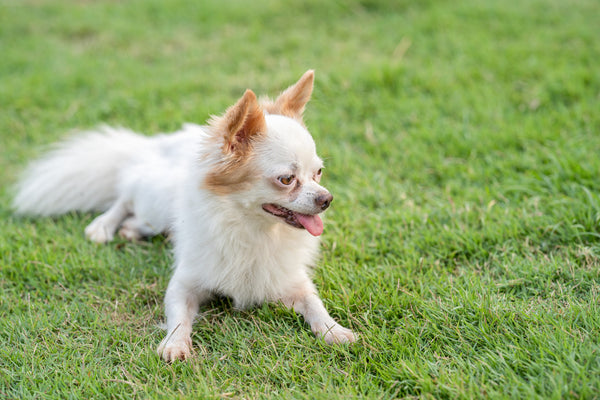 Le Chihuahua : Un Petit Chien au Grand Caractère