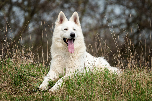 Berger Blanc Suisse : Le compagnon parfait pour les aventuriers