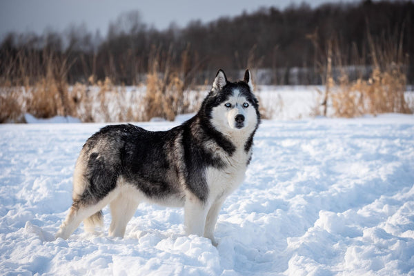 Le Husky Sibérien : L'Explorateur Énergique Qui Vous Fera Aimer l'Hiver