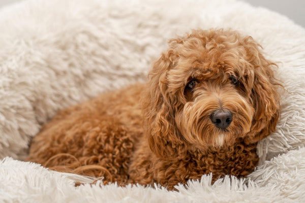 Le Cavapoo : un chien adorable et parfait pour la famille