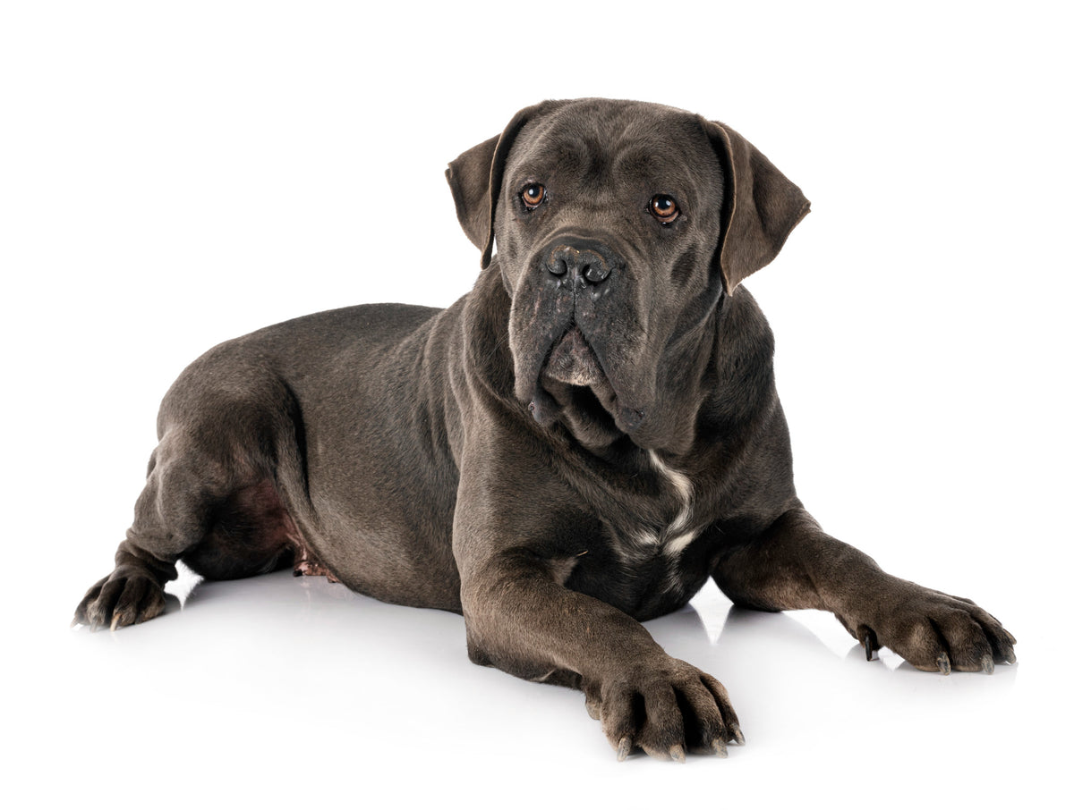 Le Cane Corso : Chien de Garde et Adorable Compagnon