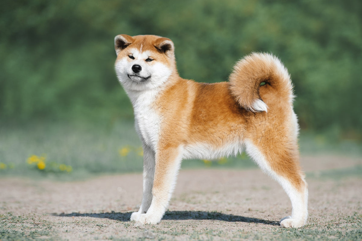 Akita Inu : Le majestueux gardien japonais