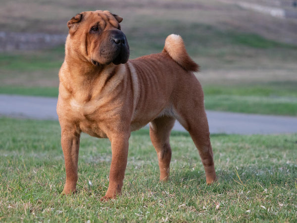 Le Shar-Pei : un chien unique et affectueux