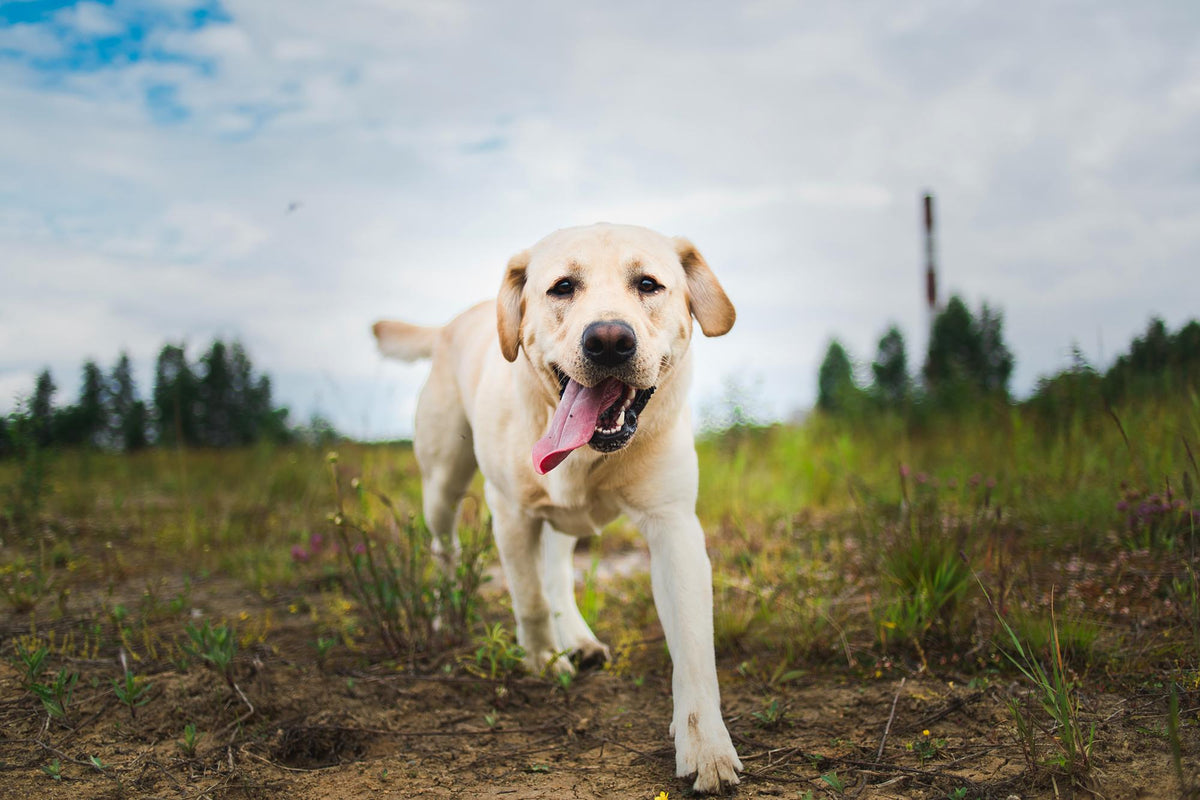 Le Labrador Retriever : Le Compagnon Joyeux Qui Fait le Bonheur des Familles