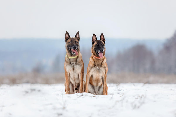 Le Berger Belge Malinois : Le Gardien Loyal et Protecteur Qui Ne Vous Quittera Jamais des Yeux