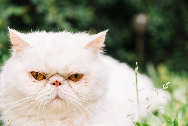 Le Persan : Un Chat de Compagnie Élégant et Paisible