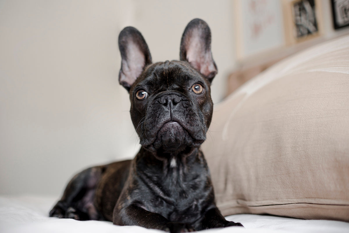 Le Bouledogue Français : Un compagnon adorable et robuste