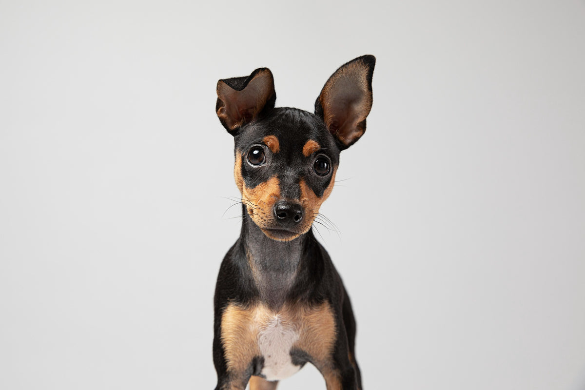 Le Pinscher Nain : Un Compagnon Petit mais Robuste