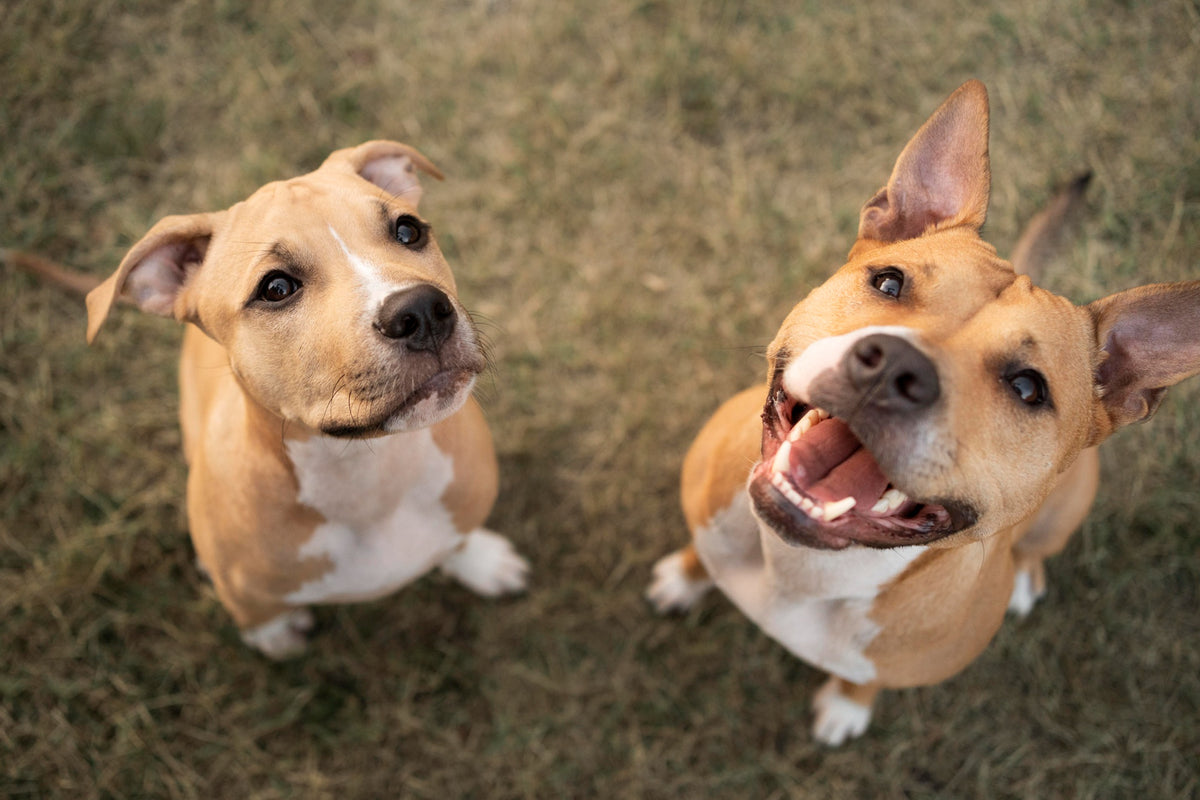 Le Pitbull : Le Chien Énergique et Loyal Qui Sera Votre Meilleur Ami