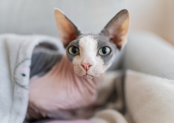 Le Sphynx : Le Chat Nu au Cœur Tendre