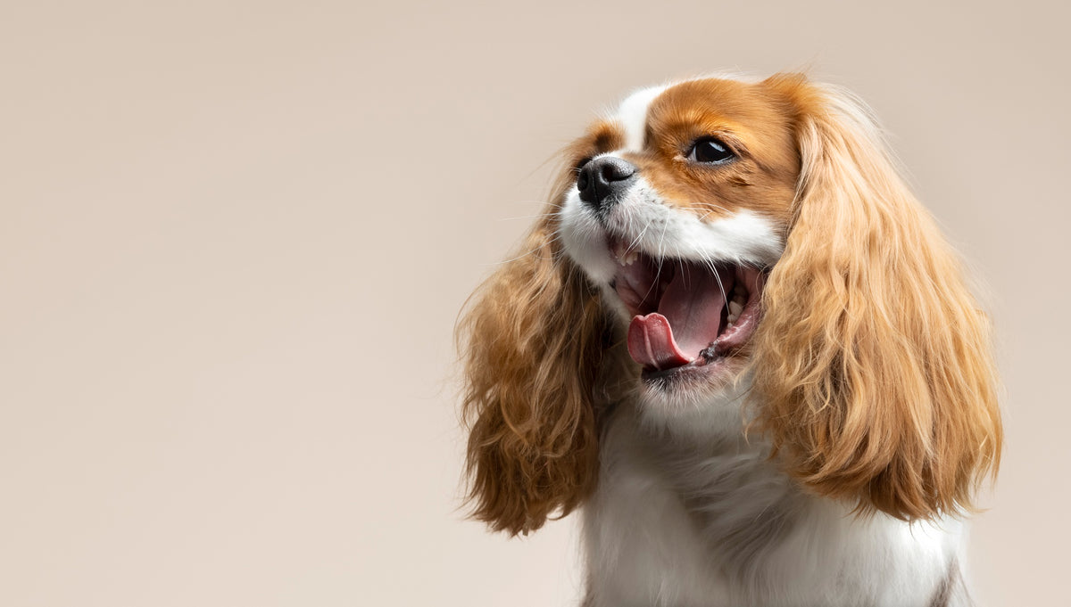 Le King Charles Spaniel : Le Petit Chien Élégant Qui Conquiert Tous les Cœurs