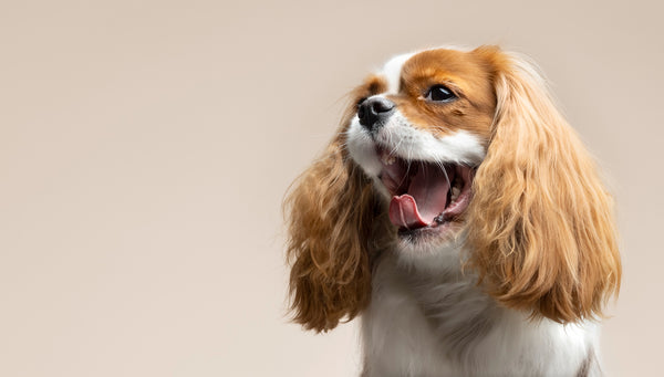 Le King Charles Spaniel : Le Petit Chien Élégant Qui Conquiert Tous les Cœurs