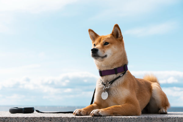 Le Shiba Inu : Le Petit Chien Japonais Qui Vous Émerveillera au Quotidien