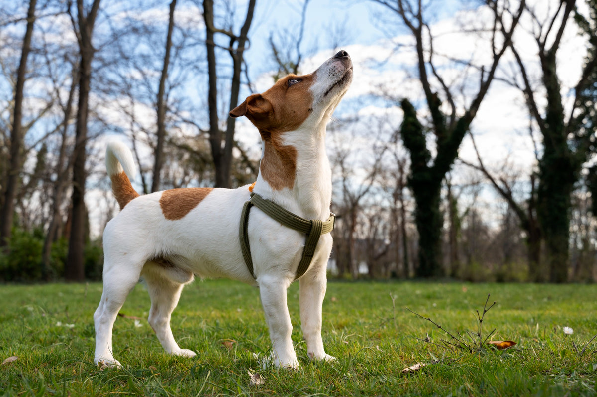 Le Jack Russell Terrier : La Petite Boule de Nerfs Qui Vous Amusera Sans Fin