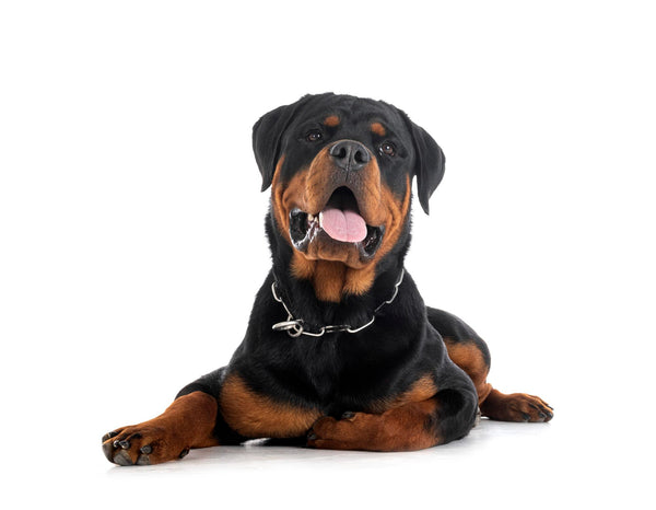 Le Rottweiler : Le Gardien Puissant et Loyal Qui Veille sur Votre Foyer