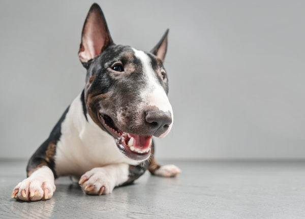 Le Bull Terrier : Un compagnon fidèle et affectueux