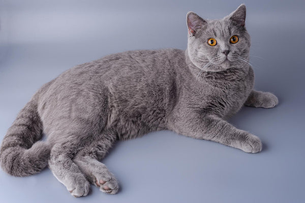 Le British Shorthair : Un Chat Élégant et Attachant