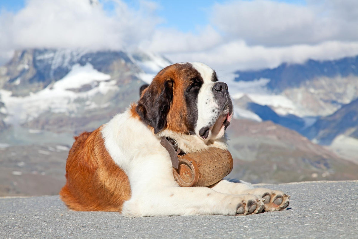 Le Saint-Bernard : un géant au grand cœur