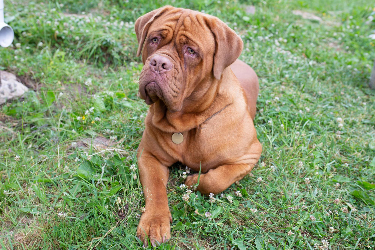 Le Dogue de Bordeaux : Tout savoir sur cette majestueuse race de chien