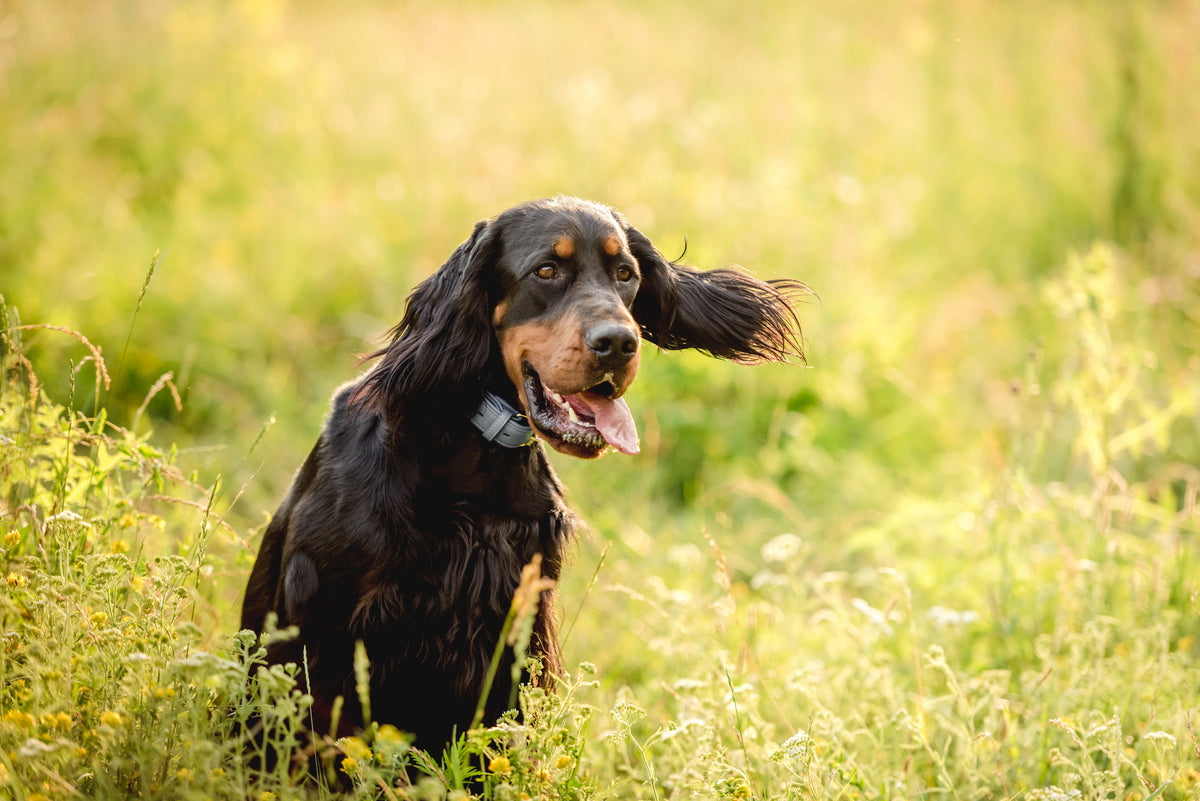 Le Setter Gordon : Un Compagnon Loyal et Protecteur