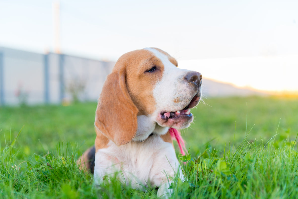 Le Beagle : Un Compagnon Affectueux et Joueur pour Toute la Famille