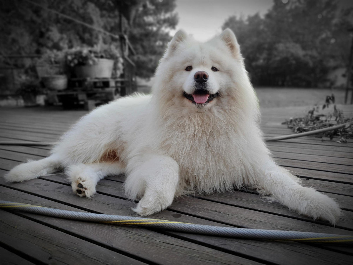 Le Samoyède : Un Chien Élégant et Enjoué