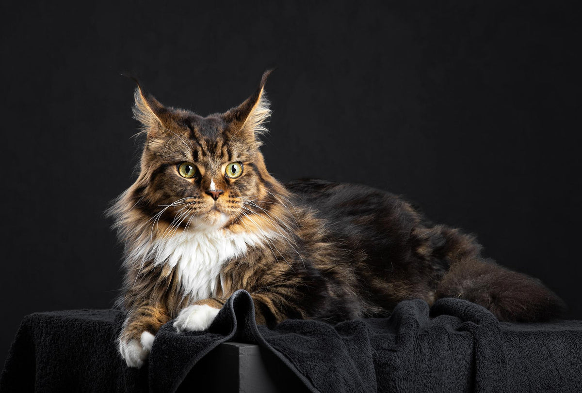 Maine Coon : Le géant au cœur tendre