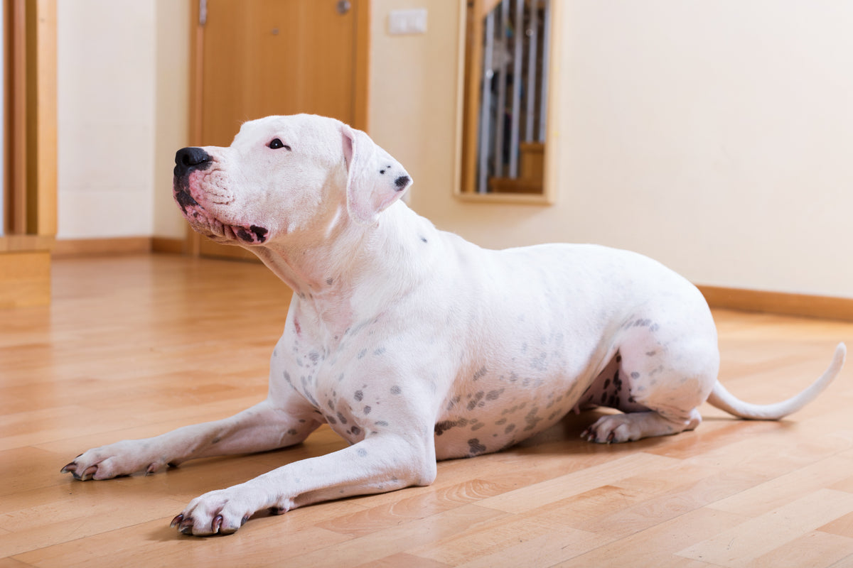 Dogue Argentin : ce Compagnon Loyal et Protecteur