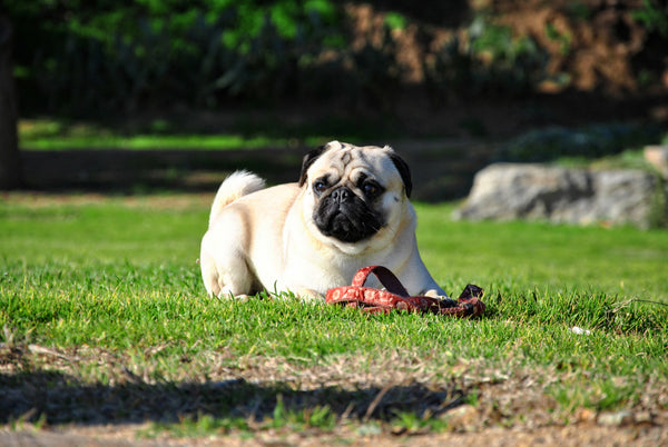 Le Carlin : Un Chien Adorable et Attachant pour Toute la Famille