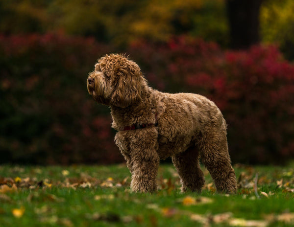 Le Labradoodle : Énergie et Douceur Réunies