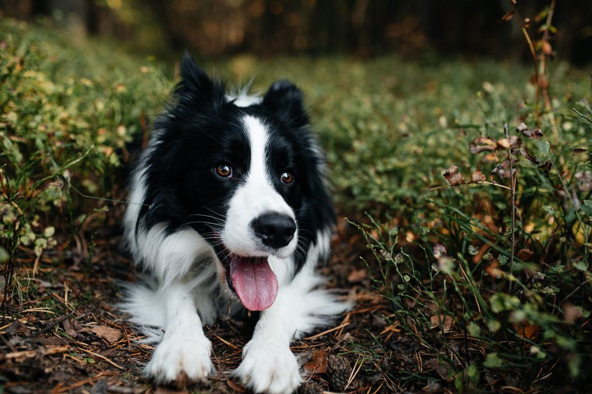 Le Border Collie : Petit Chien Robuste et Affectueux