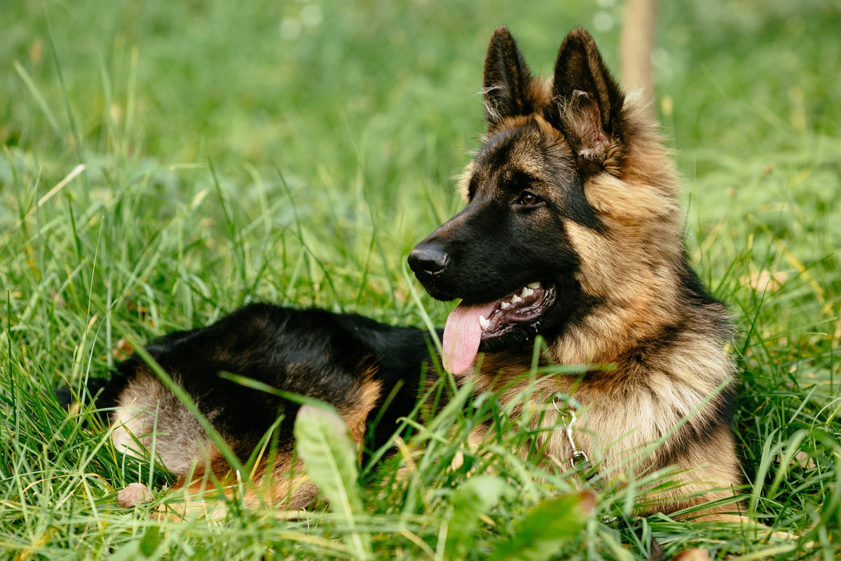 Le Berger Allemand : Un Chien Intelligent et Loyal