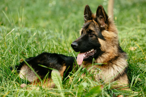 Le Berger Allemand : Un Chien Intelligent et Loyal