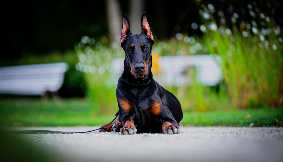 Le Dobermann : Chien de Garde et Compagnon Fidèle