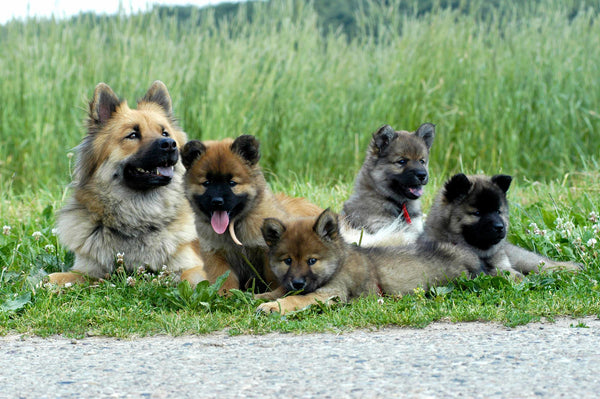 L’Eurasier : Chien de Compagnie Idéal et Fidèle