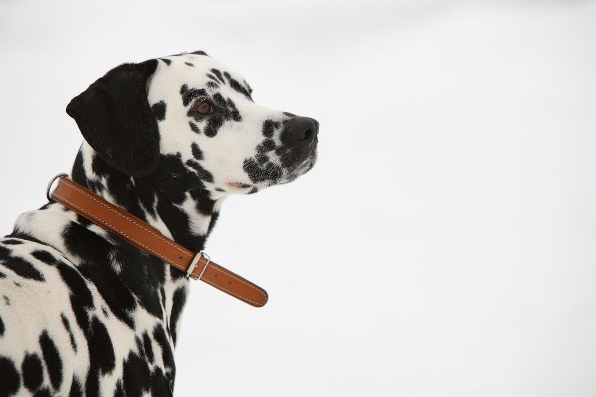 Le Dalmatien : Un Chien Élégant et Énergique pour Toute la Famille