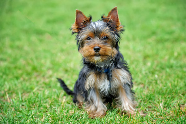 Tout savoir sur le Yorkshire Terrier : caractère, éducation, santé et conseils