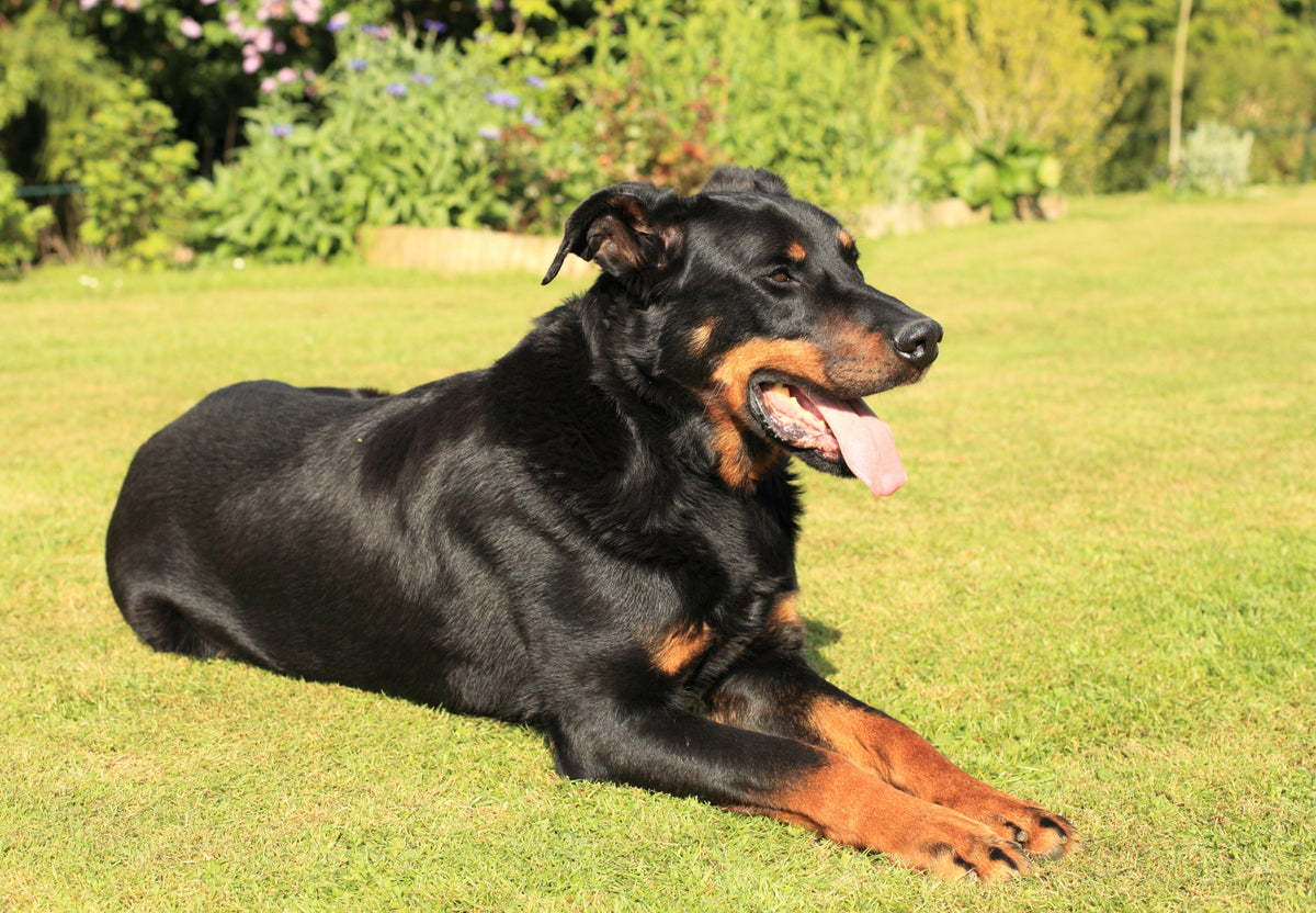 Beauceron : Le Berger de Beauce, Fidèle et Protecteur