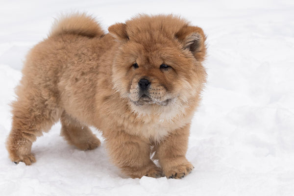 Le Chow Chow : Un compagnon calme et majestueux