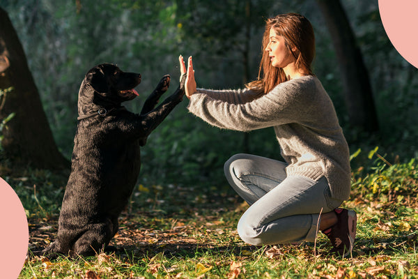 Guide Pratique de l'Éducation Canine : Techniques Respectueuses et Conseils pour un Chien Épanoui