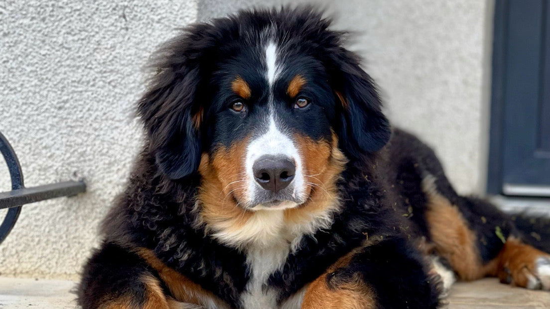 Le Bouvier Bernois : Un Compagnon Doux et Polyvalent