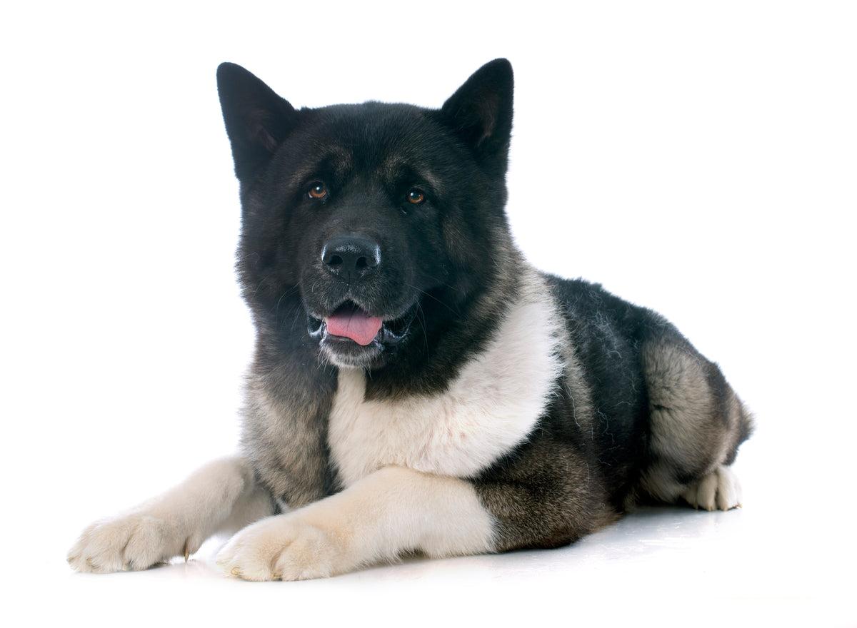 Akita Américain: Le Géant au Cœur de Velours