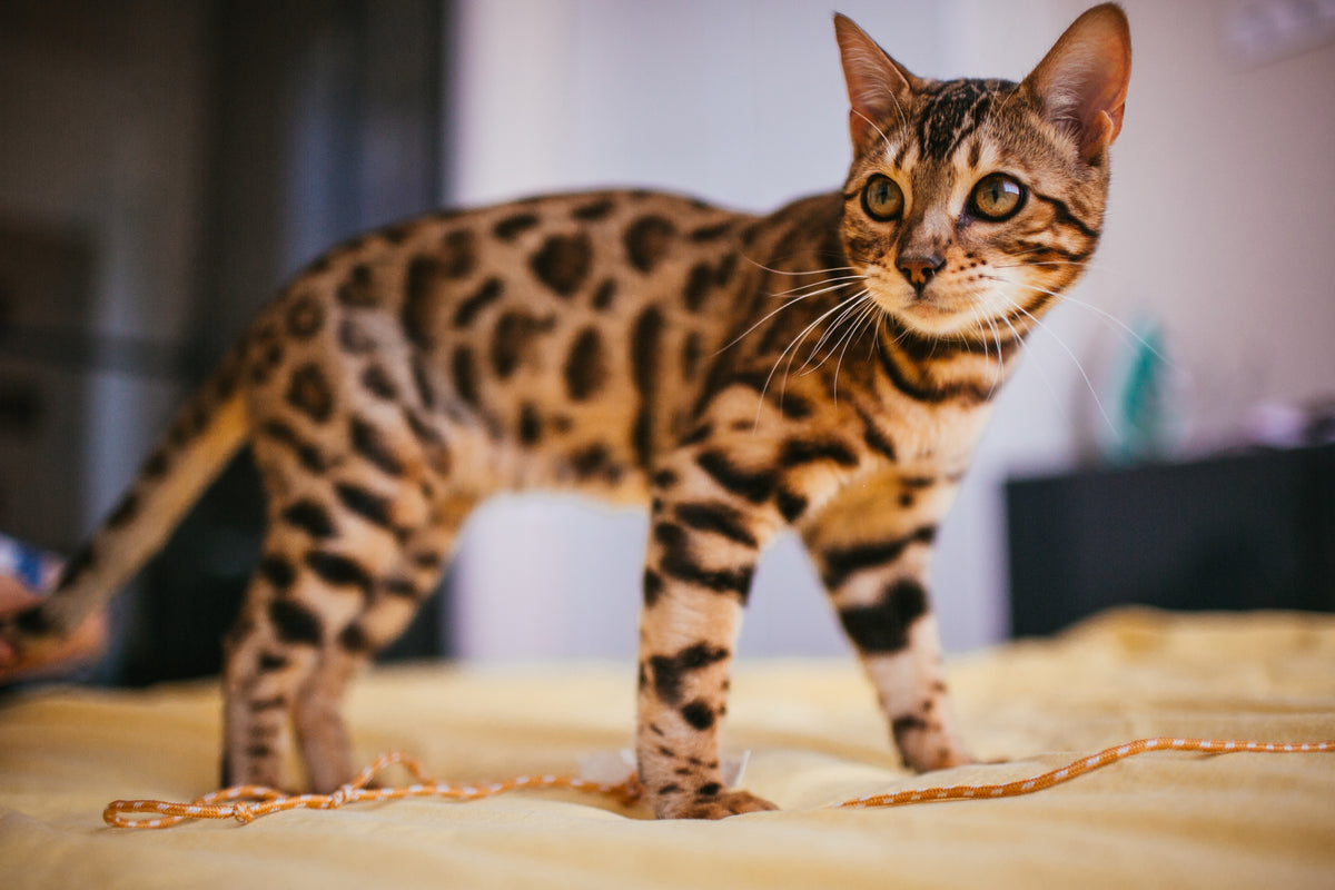 Bengal : L'Impressionnant Chat Léopard