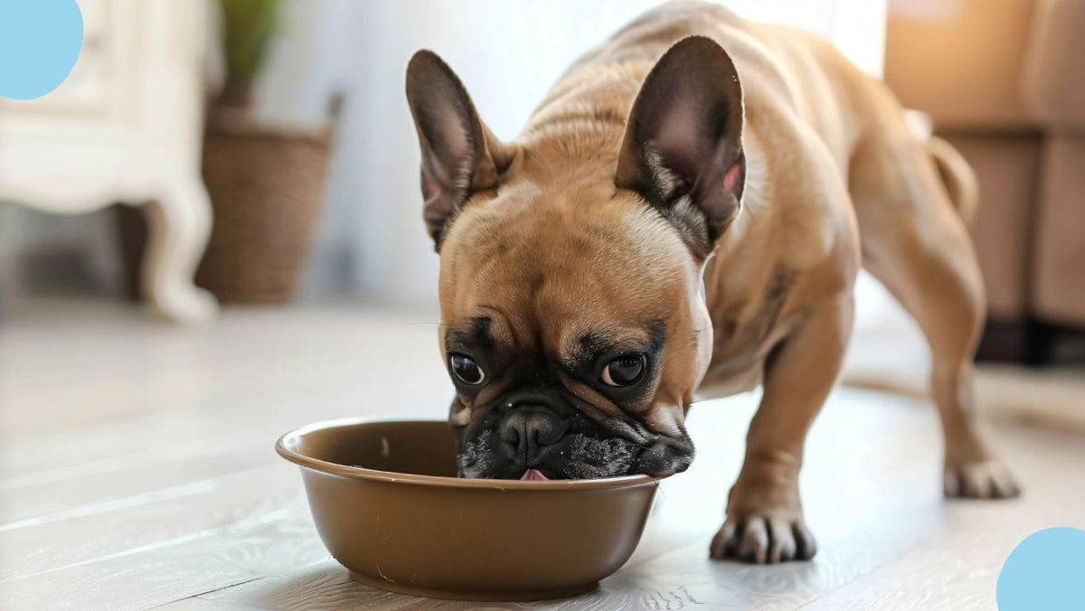 Comment réussir la transition alimentaire de votre chien : Guide et astuces