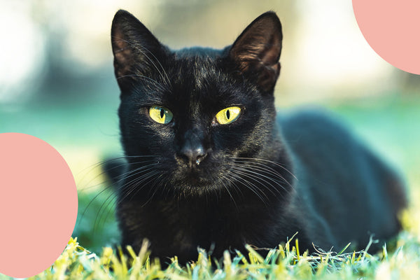 chat noir marly dan friandise nourriture