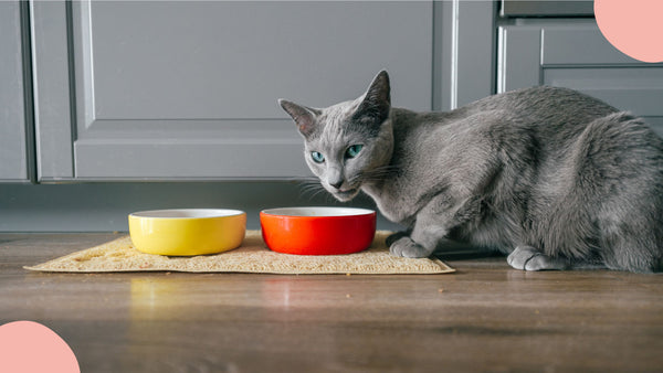 Quelle est l'alimentation idéale pour son chat ?