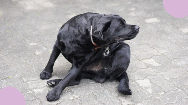 Démangeaisons chez le chien : Comment choisir les croquettes idéales pour sa peau sensible ?